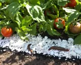 Des limaces rampent sur des cailloux blancs près de plants de tomates. Une astuce pour savoir comment éloigner les limaces : la gravier peut les dissuader.