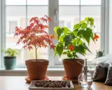 Un magnifique érable du Japon en pot, aux feuilles rouge orangé, côtoie une plante fleurie. Près d'eux, des sacs de terreau et un vaporisateur attendent pour le rempotage.