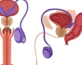 Anatomia układu rozrodczego mężczyzny. Ilustracja przedstawia pęcherz, prostatę, nasieniowody i jądra, kluczowe dla funkcji seksualnych, w tym erekcji.