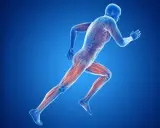 Beim Joggen werden die Beinmuskeln trainiert. Die Abbildung zeigt die Muskulatur eines Läufers.