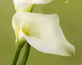 Deux élégantes fleurs de zantedeschia aethiopica, d'un blanc pur, se dressent sur des tiges vertes sur fond vert pâle.