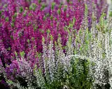Brezo en flor, morado y blanco, con follaje verde. Cuidados sencillos para un jardín vibrante.