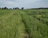 A wide field of lush green summer forage crops stretches towards a farm with silos and buildings.