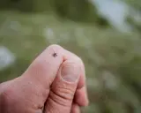En fästing kryper på ett finger. Tänk på tbe inkubationstid om du hittar en.