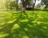 A lush green lawn, with dappled sunlight and shade from large trees, creates a peaceful scene. The grass that grows in shade here is vibrant and healthy.