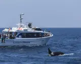 Orca schwimmt neben einem Boot mit Touristen. Beste Zeit für Whale Watching in Tarifa ist jetzt!