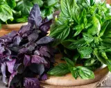 Deux bouquets de basilic, l'un pourpre et l'autre vert, sur une planche en bois. Le basilic africain est connu pour ses nombreux bienfaits.