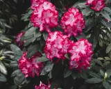 Piękne, różowo-białe kwiaty rododendrona. Ta roślina preferuje kwaśną ziemię, bogatą w próchnicę.