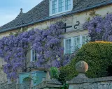 Une glycine spectaculaire s'épanouit contre une maison en pierre, ses grappes violettes tombant en cascade.