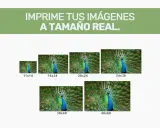 Imprime tus imágenes a tamaño real. Muestra un pavo real con la cola desplegada en varios tamaños: 11x14, 16x24, 20x24, 24x36, 30x40 y 40x60.