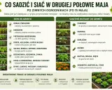 Po zimnych ogrodnikach (po 15 maja) siej buraki, marchew, zioła, sałatę, fasolę, dynie. Sadź pomidory, paprykę, bakłażany, ogórki, bazylię.