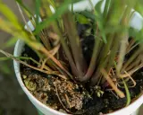 Close-up of a potted lemongrass plant, showing its thick, reddish stalks and green leaves emerging from dark soil.