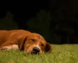 Un chien brun dort paisiblement sur l'herbe. Il semble qu'il rêve de rester dehors la nuit.