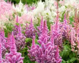 A field of pink and white astilbe blooms, showcasing their feathery plumes. This is the peak astilbe bloom time, a vibrant display of summer color.
