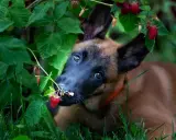 Szczeniak malinois próbuje maliny prosto z krzaka. Czy pies może maliny? Ten maluch zdaje się mówić tak!