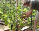 Un jardinier aide à fabriquer un tuteur pour ses concombres, guidant les plantes grimpantes dans le potager.