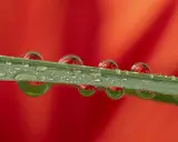 Macro per fotografare gocce d'acqua su un filo d'erba, con riflessi rossi di un fiore.