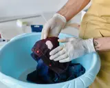 Hände mit Handschuhen behandeln ein dunkles Hemd mit einem hellen Fleck, um unbekannte Flecken zu entfernen.