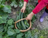 Mains récoltant des concombres à planter dans un panier en osier, entouré de feuilles vertes luxuriantes.
