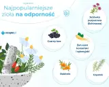 Najpopularniejsze zioła na odporność: jeżówka, czarny bez, żeń-szeń, rokitnik, czystek. Dowiedz się, jakie zioła na odporność wybrać.