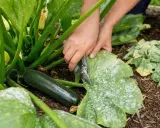 Mains coupant une feuille blanche de courgette atteinte de mildiou. Une courgette verte est visible à côté.