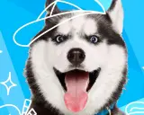 Wesoły husky w czapce, z wywieszonym językiem. Czy to rasa psa do mnie pasuje?