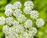 Zarte weiße Blüten der Bibernelle, deren Heilwirkung seit langem bekannt ist, entfalten sich vor grünem Hintergrund.