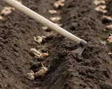 Un azadón se acerca a la tierra removida, lista para la siembra de patatas. Brotes verdes asoman de las patatas sembradas en surcos.