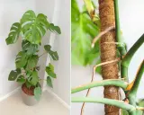 Monstera na paliku kokosowym. Czy można obcinać korzenie monstery? Pielęgnacja tej rośliny jest prosta.