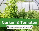Gurken und Tomaten wachsen üppig nebeneinander in einem Gewächshaus.
