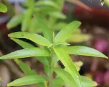 Bouture verveine citronnelle aux feuilles vertes vives, prête à prendre racine et à parfumer le jardin.