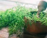 Herbes vertes et délicates dans un mortier en bois, prêtes pour une décoction de prêle.