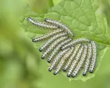 Une colonie de chenilles, futures papillons du chou, dévorent une feuille verte.