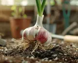 Une tête d'ail germée, prête pour la plantation. Le moment idéal pour savoir quand planter l'ail est maintenant, pour une récolte savoureuse.