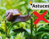Un escargot sur une feuille verte, avec un "X" rouge et le mot "Astuces". Un remède de grand-mère contre les escargots.