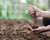 Ręce przesypują ziemię ogrodową, zastanawiając się, ile kosztuje tona ziemi ogrodowej.