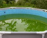 Una piscina inflable con agua verde y reflejos de árboles.