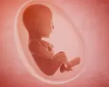 Płód w łonie matki, otoczony przez zielone wody płodowe, rozwija się w bezpiecznym środowisku.