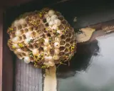 Ein Wespennest an einem Fensterrahmen. Viele Wespen krabbeln auf den Waben. Was tun bei Wespennest? Vorsicht ist geboten!