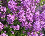 Un essaim d'abeilles butine des fleurs de julienne des dames, leurs pétales violets éclatants formant un tapis printanier.
