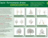 Przycinanie drzew owocowych: Odkryj sekrety obfitych zbiorów!