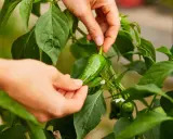 Mains cueillant un piment vert sur la plante. C'est le moment idéal quand ramasser les piments verts pour une saveur fraîche.