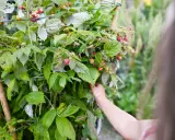 Maintenir les tiges d'un framboisier remontant avec un tuteur pour un palissage optimal. Des framboises mûres et vertes parsèment les branches.