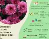 Crisantemos: cuidados, tipos, poda y reproducción. Guía visual con consejos para el cultivo de crisantemos, incluyendo ubicación, suelo, riego y poda.