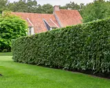 Une haie dense et bien taillée, un type de haie pour clôture, borde une pelouse verte devant une maison au toit de tuiles.