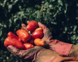 Hände in roten Handschuhen halten frisch geerntete San Marzano Tomaten. Die Ernte ist üppig, was gute Tomate San Marzano Erfahrungen verspricht.
