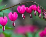 Des cœurs de Marie roses, en forme de goutte, pendent d'une tige. Quelques gouttes de rosée brillent sur leurs pétales.