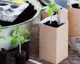Små tomatplantor redo att planteras om i nya krukor av kraftpapper. En del står i jordblock, andra i sina nya hem.