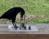 Cuervo negro inteligente resolviendo un rompecabezas para obtener comida, una lección sobre como ahuyentar cuervos.