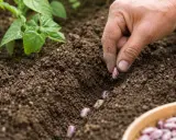 Main d'un jardinier qui sème des haricots verts dans la terre. Les graines violettes et blanches sont déposées dans un sillon.